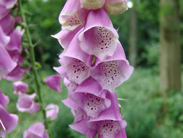 Foxglove