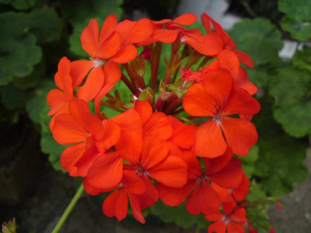 Geranium