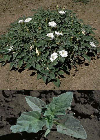 Jimson Weed