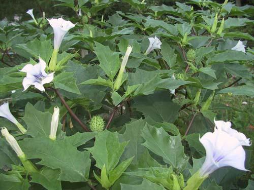 Jimson Weed