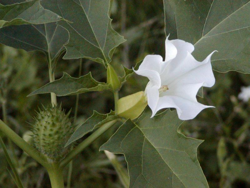 Jimson Weed