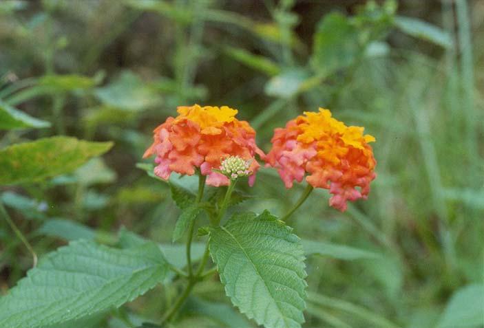 Lantana