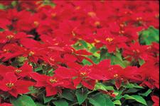 Poinsettia