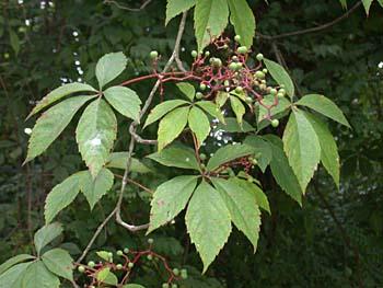 Virginia Creeper