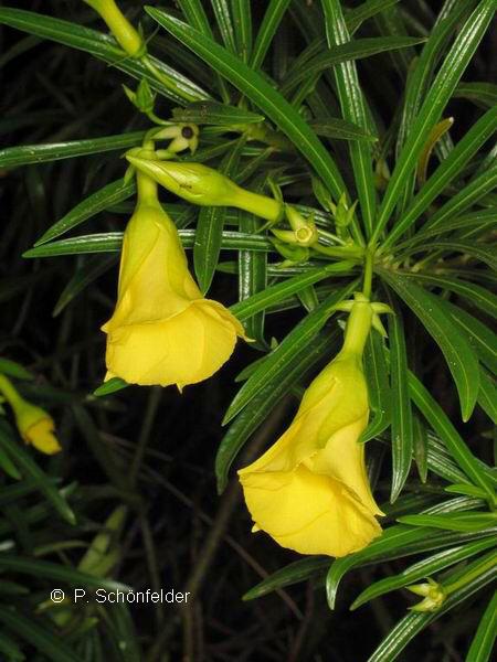 Yellow Oleander