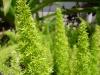  Asparagus Fern