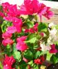 Bougainvillea