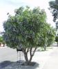 Texas Mountain Laurel